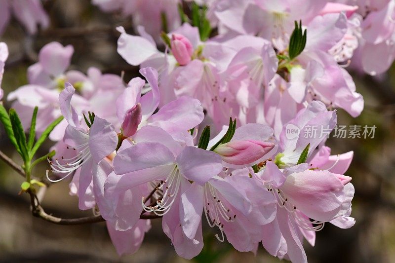 杜鹃花/皇家杜鹃花